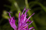 Narrowleaf ironweed 